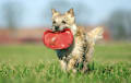 Cairn Terrier - wheaten