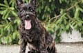 Cairn Terrier - black