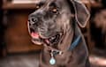 Cane Corso - blue