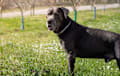 Cane Corso - blue