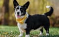 Cardigan Welsh Corgi - brindle