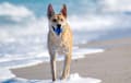 Carolina Dog - tawny