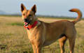 Carolina Dog - tawny