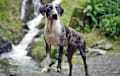 Catahoula Leopard Dog - white and blue