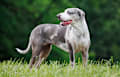 Catahoula Leopard Dog - white and light gray