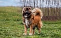 Caucasian Shepherd Dog - Red sable