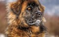 Caucasian Shepherd Dog - Red sable