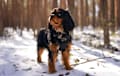 Cavalier King Charles Spaniel - black and tan