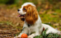 Cavalier King Charles Spaniel - blenheim