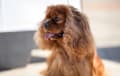 Cavalier King Charles Spaniel - ruby