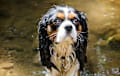 Cavalier King Charles Spaniel - tricolor