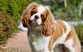 Cavalier King Charles Spaniel - blenheim