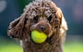 Cavapoo - brown