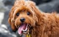 Cavapoo - Red