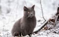 Chartreux - blue gray
