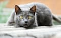 Chartreux - blue gray