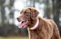 Chesapeake Bay Retriever - chocolate
