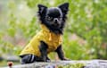 Chihuahua - black