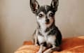 Chihuahua - Black and white