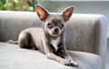 Chihuahua - blue and white