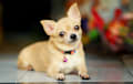 Chihuahua - fawn