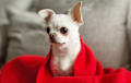 Chihuahua - white