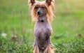 Chinese Crested - red