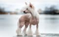 Chinese Crested - white