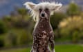 Chinese Crested - Palomino
