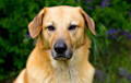 Chinook - tawny