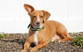 Chiweenie - Brown