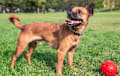 Chiweenie - Brown