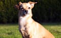 Chiweenie - Brown