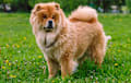 Chow chow - cinnamon