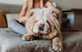 Chow chow - cream