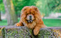 Chow Chow - red