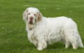 Clumber Spaniel - white and lemon