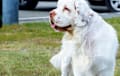 Clumber Spaniel - white and lemon