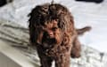Cockapoo - chocolate