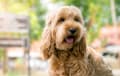 cockapoo - golden