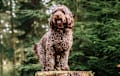 Cockapoo - Roan