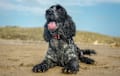 Cocker Spaniel - blue roan