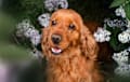 Cocker Spaniel - red