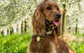 Cocker Spaniel - red