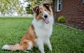 Collie - rough sable