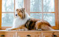 Collie - tri sable