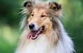 Collie - rough sable