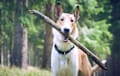 Collie - smooth sable
