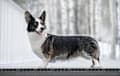 corgi - black brindle