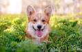 corgi - red 
